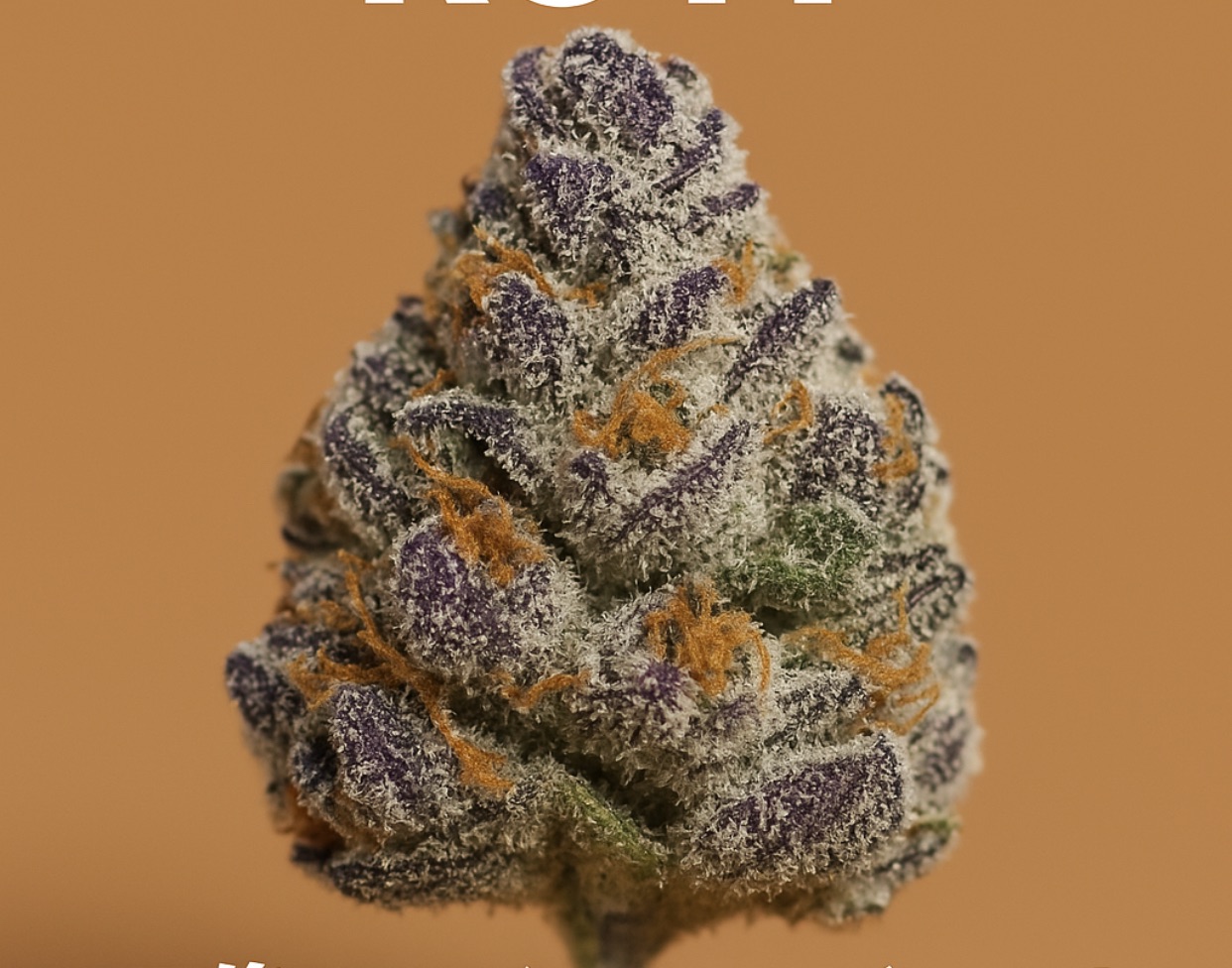 RS11（Rainbow Sherbert 11）のバッズ画像。樹脂に覆われた淡いグリーンの花が光を反射し、トロピカルで甘い香気を想起させる。